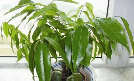 安阳卫生间风水植物
