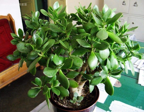 万年青花怎么养万年青的养殖方法