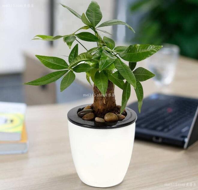 办公室植物摆放要点
