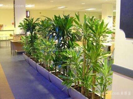 办公室植物摆放要点