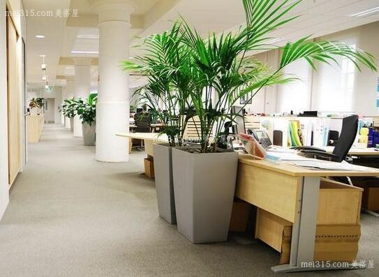 办公室植物摆放要点