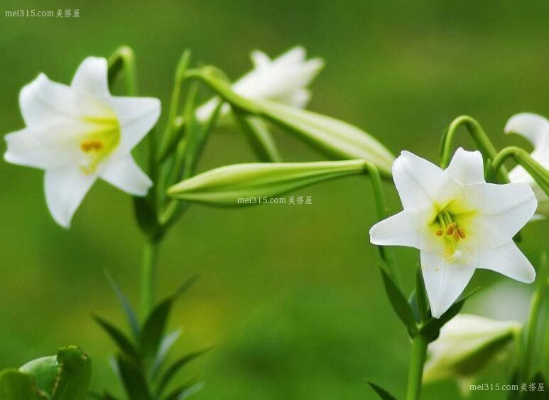 百合花有哪些功效