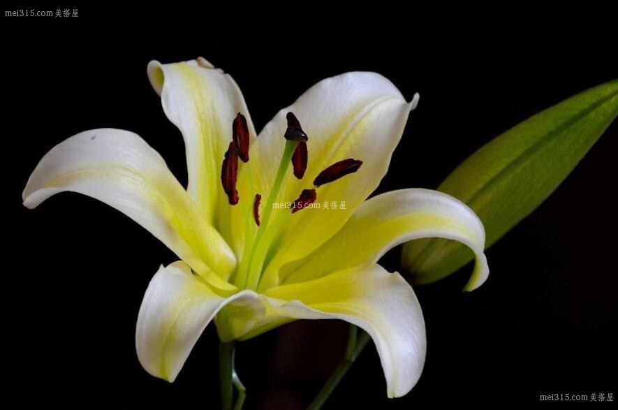 百合花有哪些功效