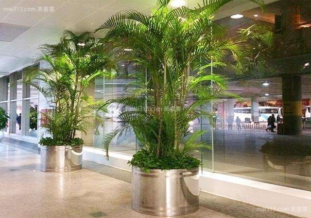 马蹄莲代表什么意义