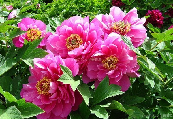 牡丹花的资料介绍 牡丹花的分类