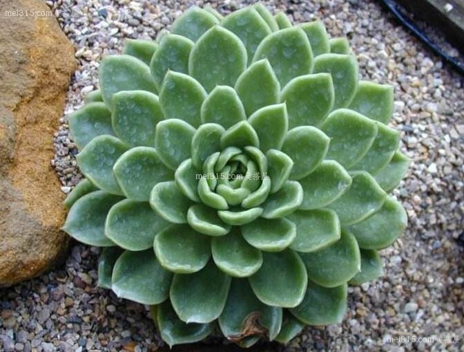 石莲花有什么功效